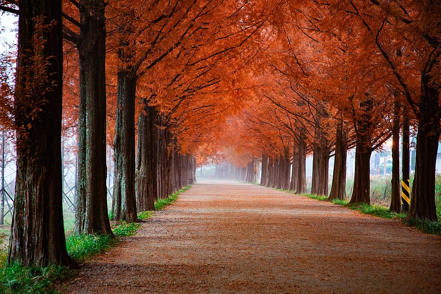 koki, lapas, zaļumi, ceļš, avenue, rudenī, sezonā, fona, skaistums, raksturs