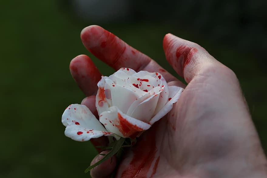Krwawa Róża, dłoń, głębokie emocje, smutny, tragedia, smutek, przerażenie, krew, pamiętanie, Róża Królowej Śniegu, sztuczna krew
