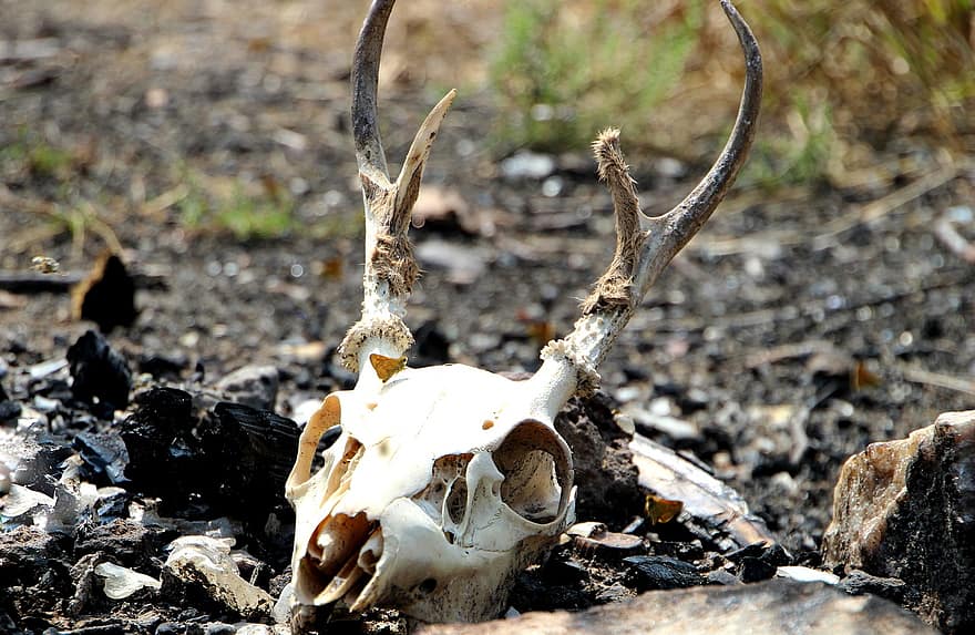 두개골, 사슴, 동물, 뿔, 죽음, 야생 생물, 분해 된, 자연