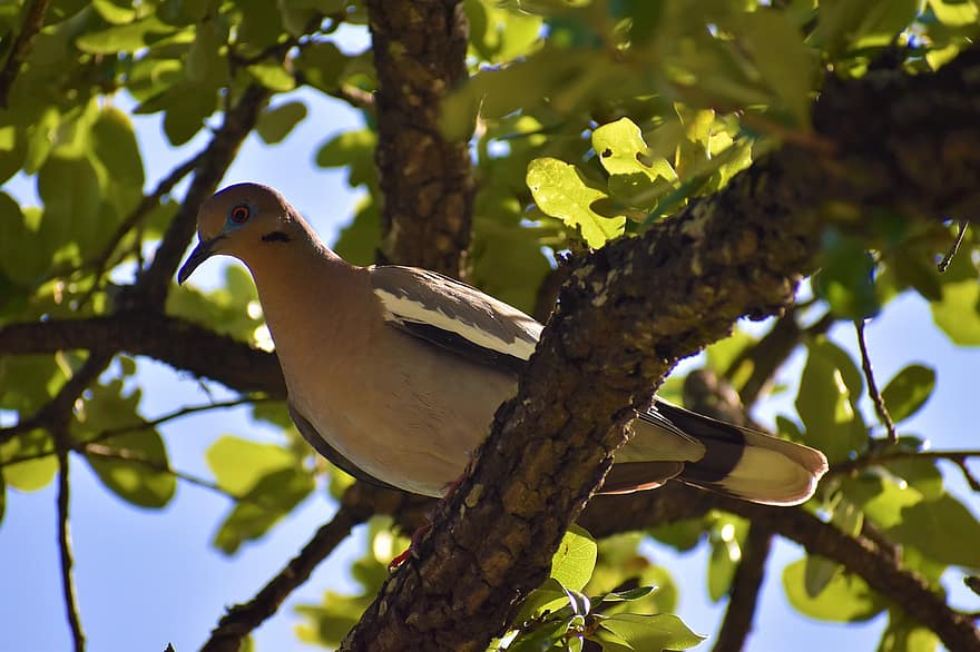 Dove, Branch, Perched, Tree, Perched Bird, Ave, Avian, Ornithology, Feathers, Plumage, Animal World