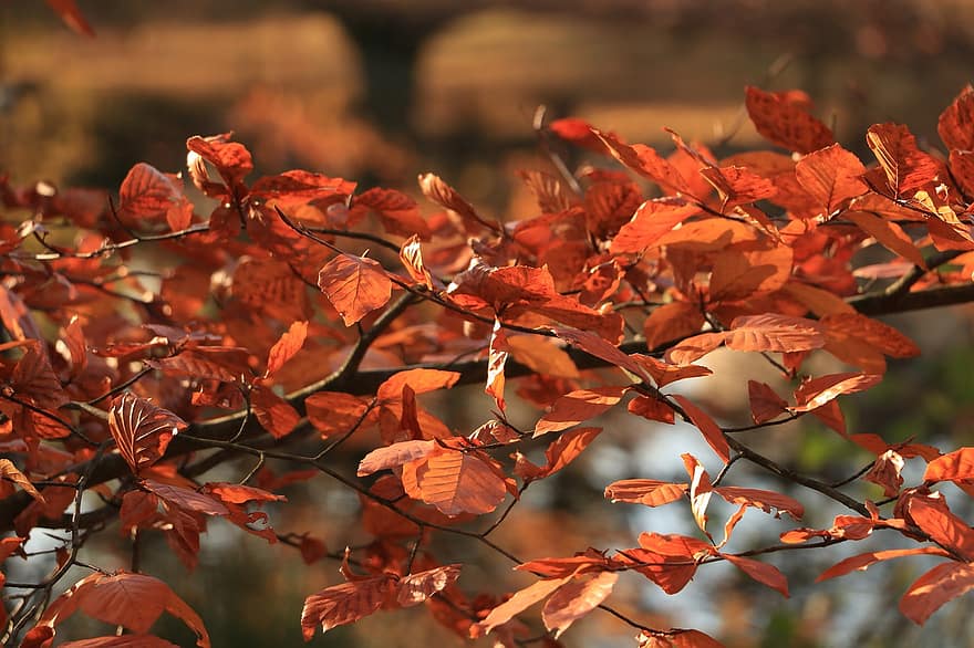 葉、枝、秋、紅葉、オレンジ色の葉、木、工場、自然、シーズン、黄、鮮やかな色