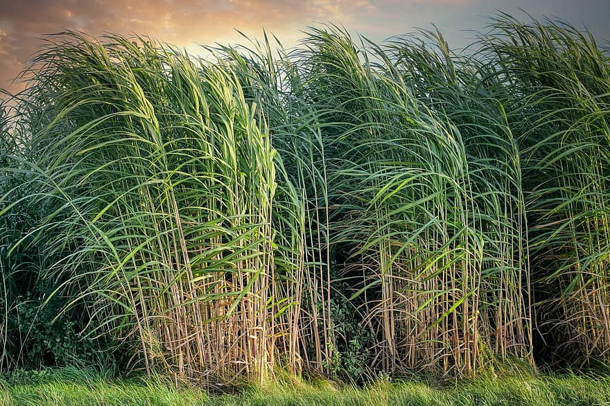 Sugarcane, Crops, Cropland, Farm, Farmland, Agriculture, Field, Landscape, Nature, Windy, Rural