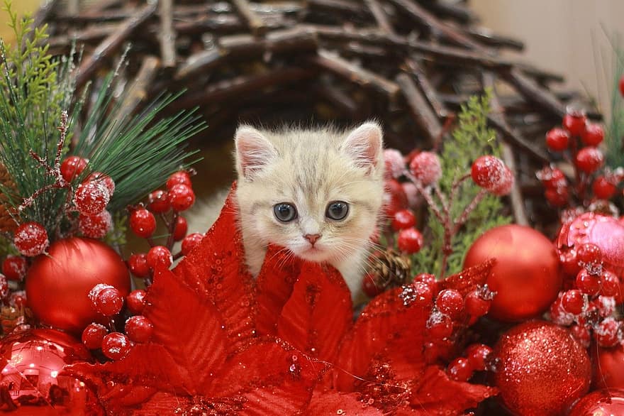 kot, zwierzę domowe, kotek, koci, zwierzę, Boże Narodzenie, futro, motyw świąteczny, koteczek, krajowy, Kot domowy