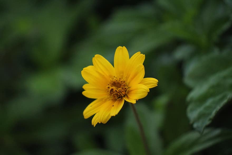 Aspilia, Blume, gelbe Blume, gelbe blütenblätter, Blütenblätter, blühen, Pflanze, Flora, Natur, Nahansicht, Sommer-