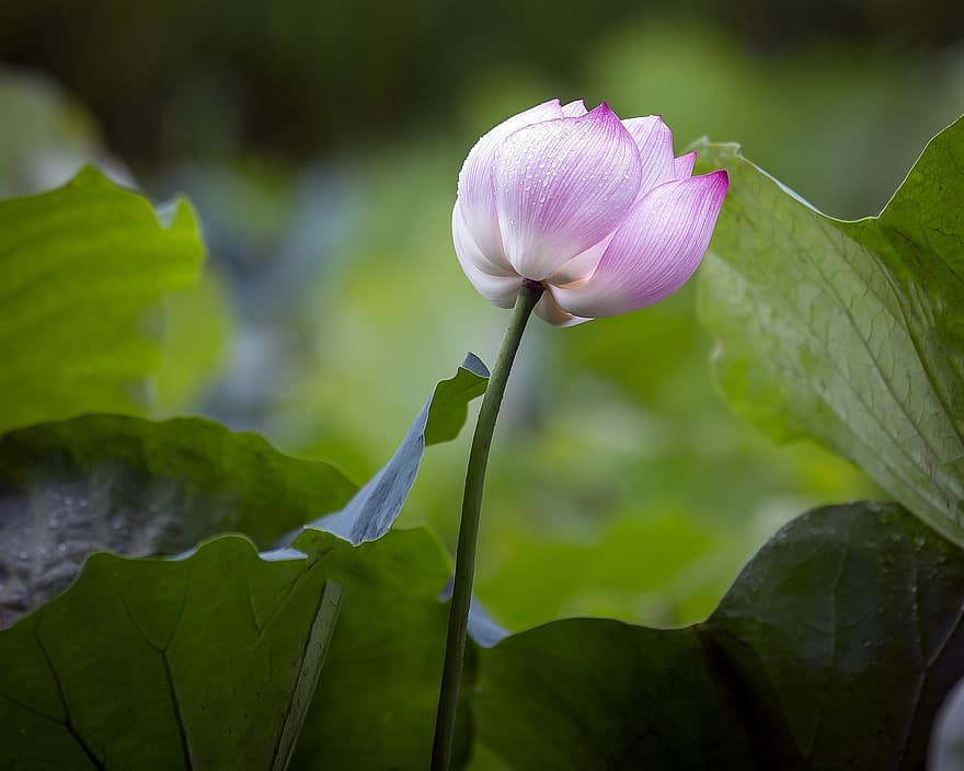 lótus, flor, Flor rosa, Flor de Lotus, folhas de lótus, Flor, pétalas, pétalas cor de rosa, flora, planta aquática, natureza