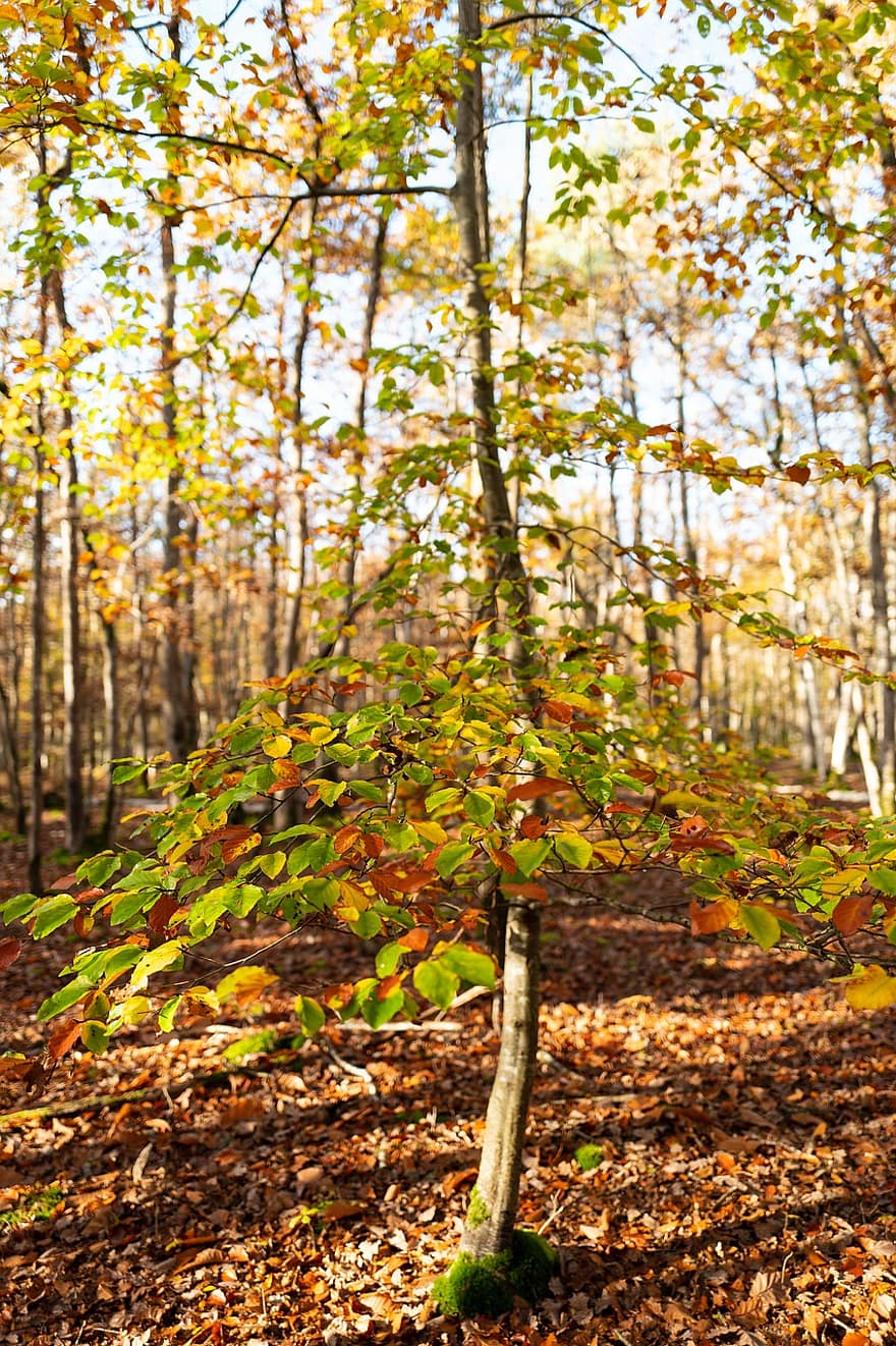 odchodzi, drzewo, spadek, jesień, listowie, gałęzie, bagażnik samochodowy, drewno