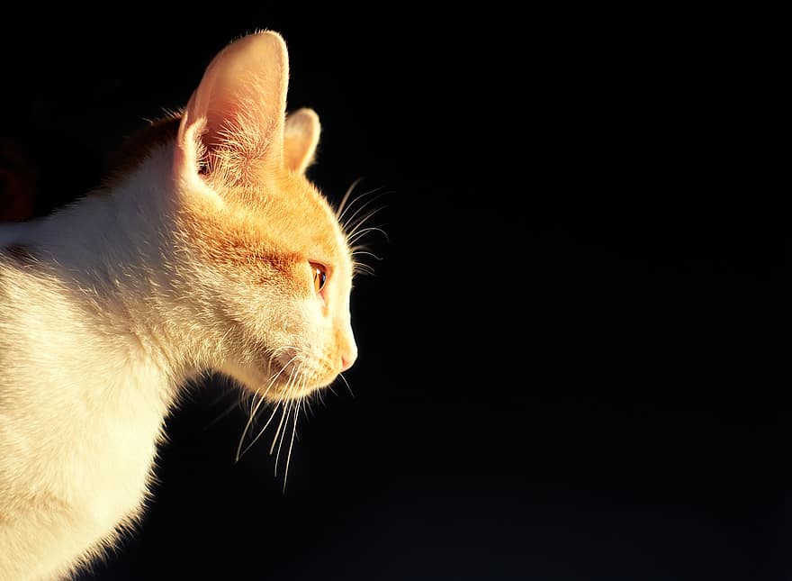 kočka, kotě, domácí zvíře, roztomilý, Kočkovitý, koťátko, pohled, hledá, kníry, kočičí uši, portrét