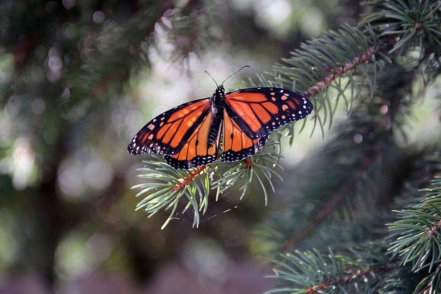 метелик монарх, комаха, метелик, монарх, природи, лускокрилі, крила метелика, крила, впритул