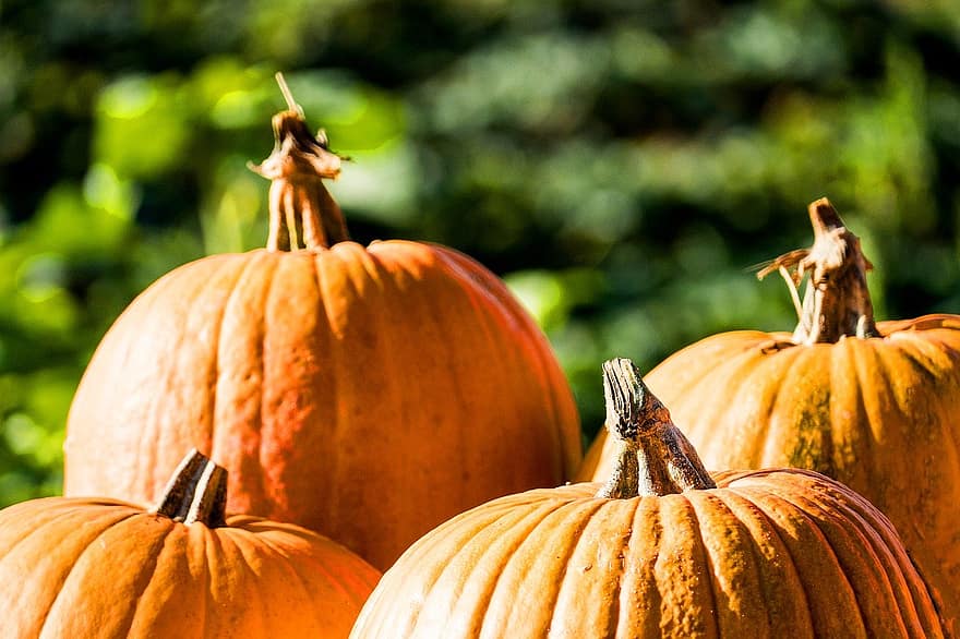тыквы, овощи, сквош, тыква, осень, Хэллоуин, октябрь, овощной, время года, лист, украшение