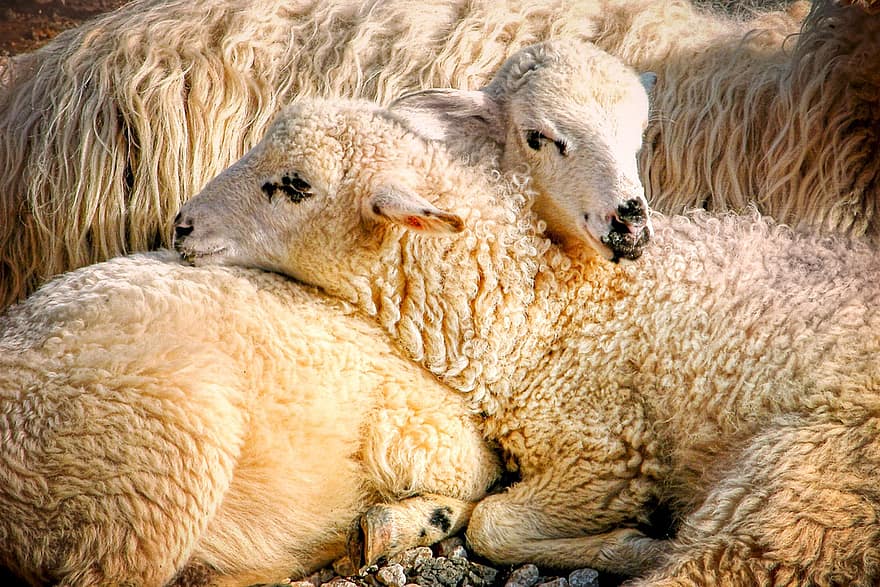 羊、子羊、動物たち、ウール、ほ乳類、家畜、群れ、グループ、残り、しがみつく、毛皮