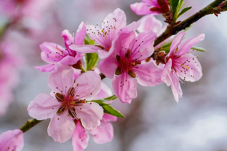 フラワーズ、春、桃の花、季節の、咲く、花、マクロ、ワイルドフラワー、大韓民国、閉じる、工場