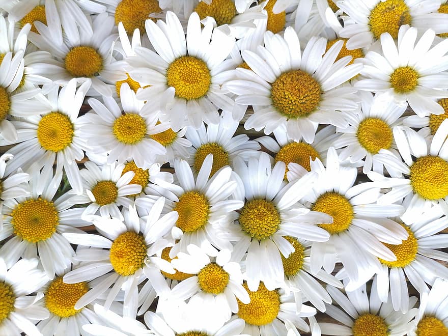 Background, Background Of Flowers, Background Of Daisies, Daisy, Nature, Flowers