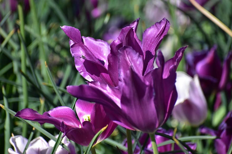 iris, bunga, alam, berbunga, violet, makro, bokeh, musim semi, Belanda, merapatkan, menanam
