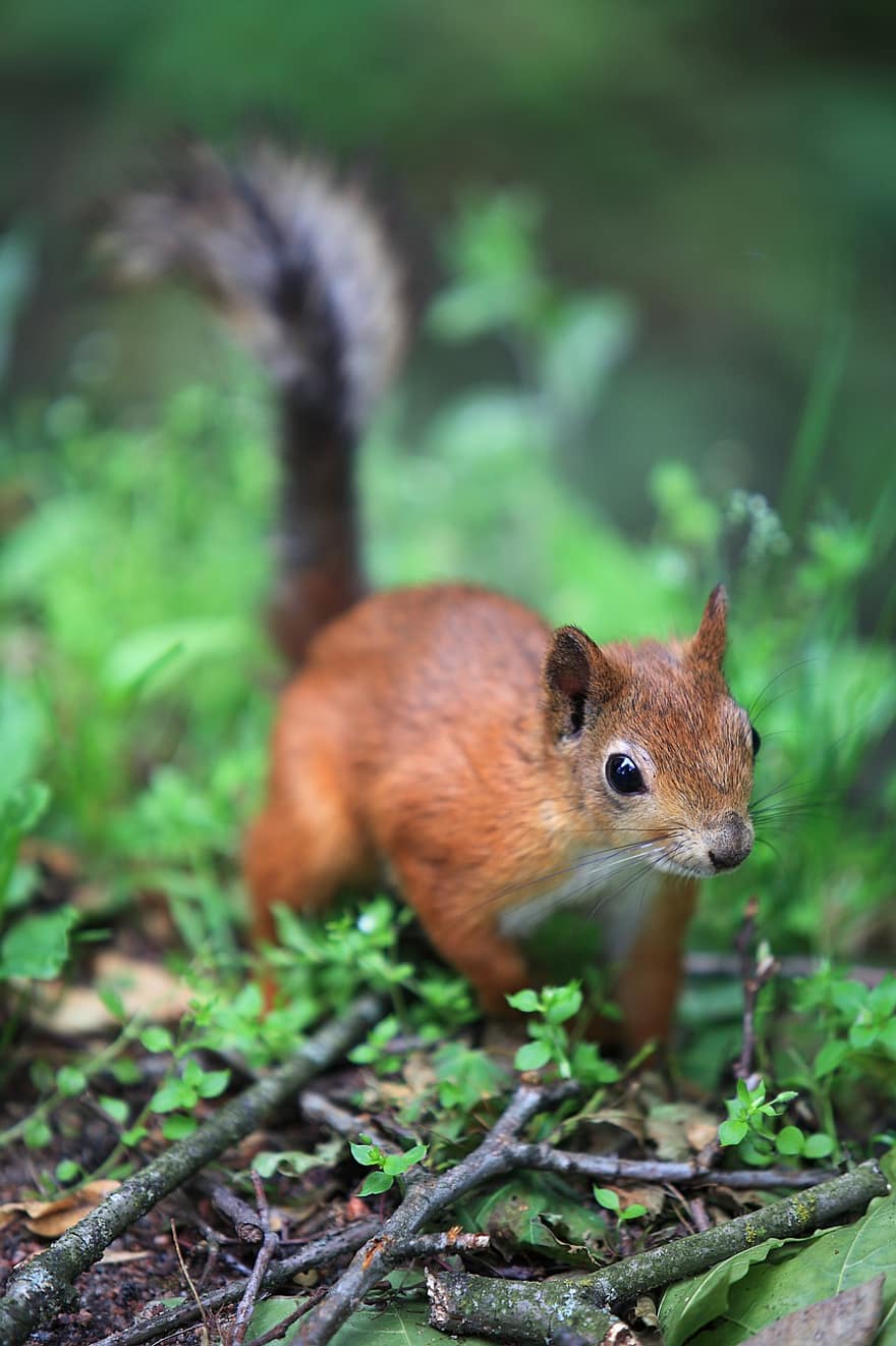 Raudonosios voverės, voverė, graužikas, gyvūnas, žinduolių, laukinės gamtos, miškas, gyvūnams, mielas, mažas, Iš arti