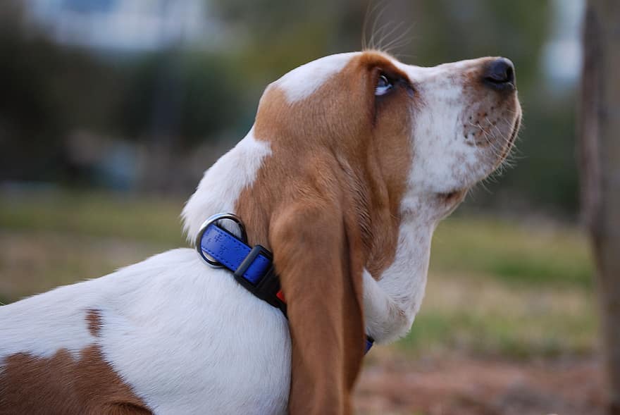 Basset Hound, Dog, Pet, Basset, Animal, Domestic Dog, Canine, Mammal, Cute, Portrait, Tired
