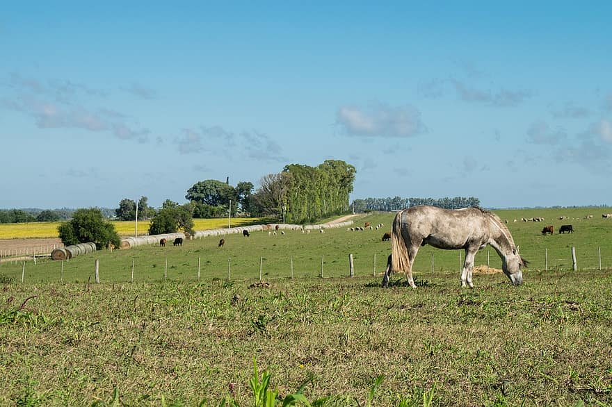 Animal, Mammal, Agriculture, Bovine, Cow, Equine, Farm, Fence, Field, Grass, Herd