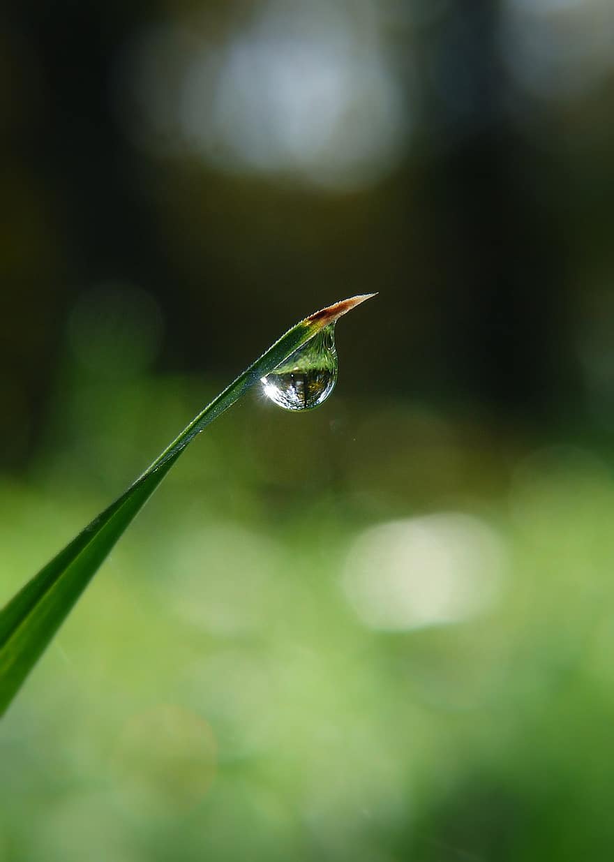 Dewdrop, Water Drop, Macro, Morning Dew, Nature
