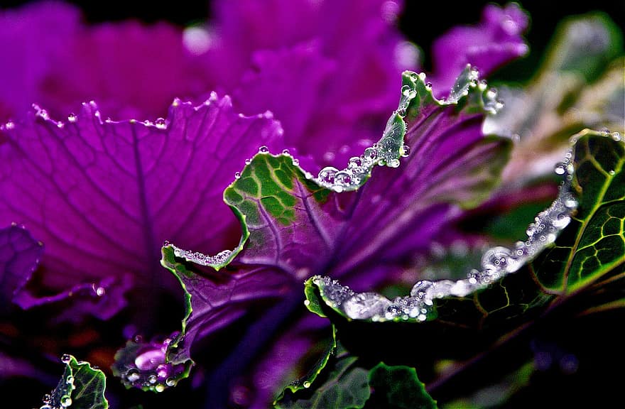 Cabbage, Leaves, Foliage, Dew Drops, Garden, Winter Cabbage, Bloom, Botanical, Gardening, Winter Flowers, Potted Plants