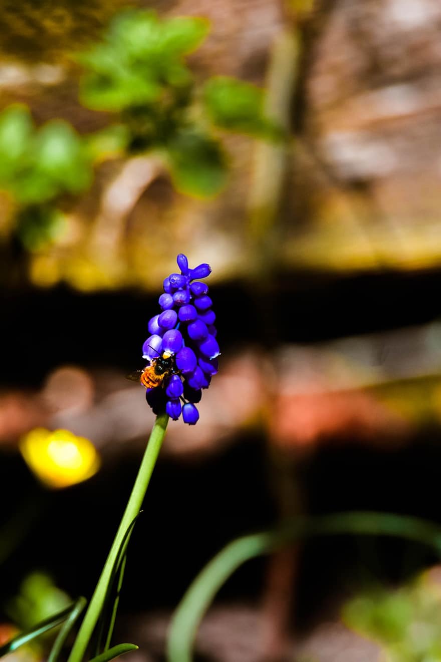 lavender, kumbang, wallpaper, taman, alam, lebah, serangga, ungu, penyerbukan, musim panas, serbuk sari
