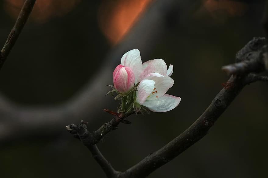 fleur de bégonia, hiver, décroissance, en pleine floraison, crépuscule
