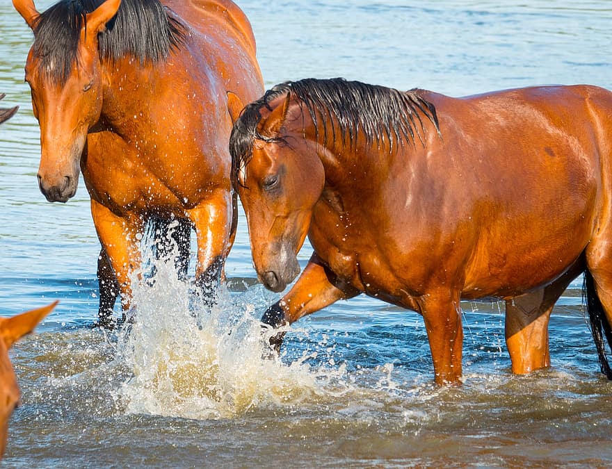 घोड़ों, नहाना, खेल रहे हैं, स्नान, आनंद, पानी, मजेदार, नदी, गर्मी