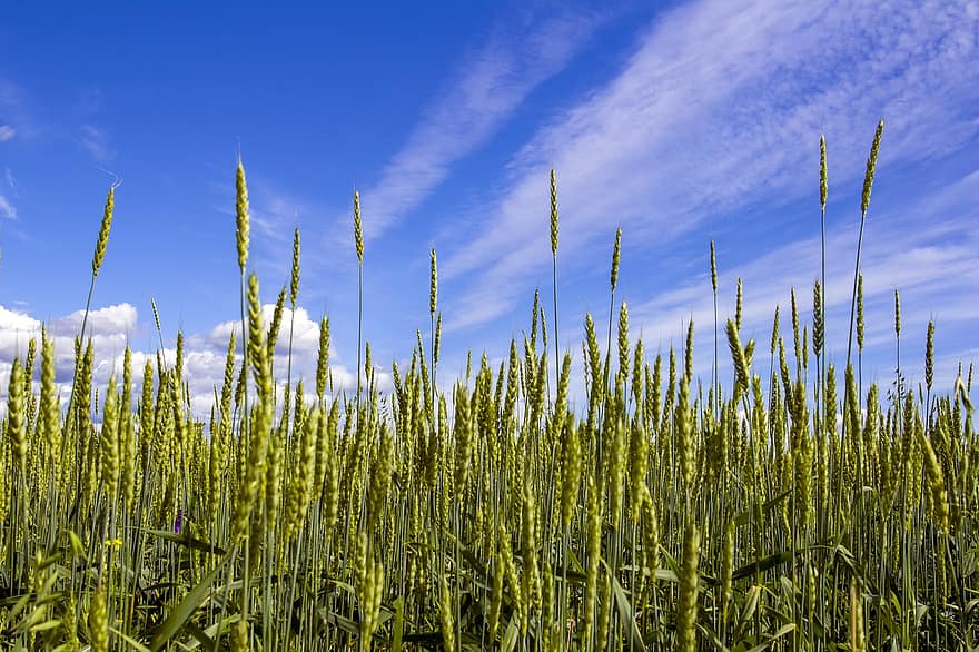 поле, ливада, зърнени храни, небе, облаци, ръжен, реколта, ферма, хляб