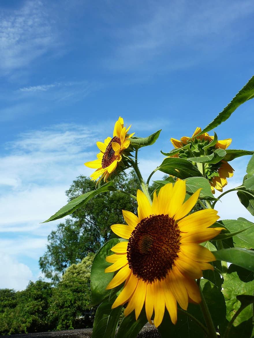 Sunflower, Blue Sky