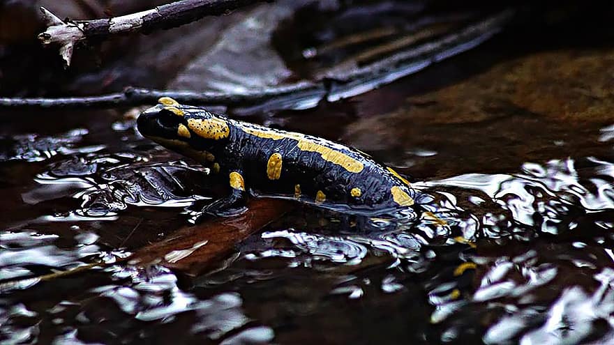 lagartija, Salamandra Salamandra, especies, fauna, animales en la naturaleza, anfibio, de cerca, especie en peligro, mojado, agua, salamandra