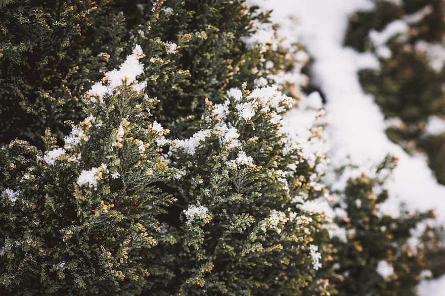 ciedra, sniegs, ziemā, mūžzaļš, koks, augu, lapas, sezonā, zaļā krāsa, vasarā, tuvplāns