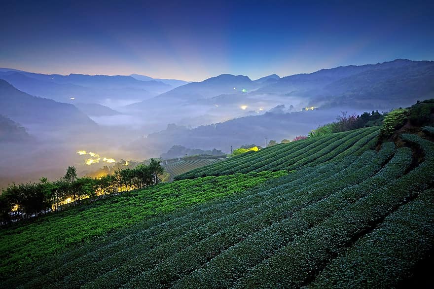 чайне поле, поле, урожай, промінь, схід сонця, світло, туман, хмари, захід сонця