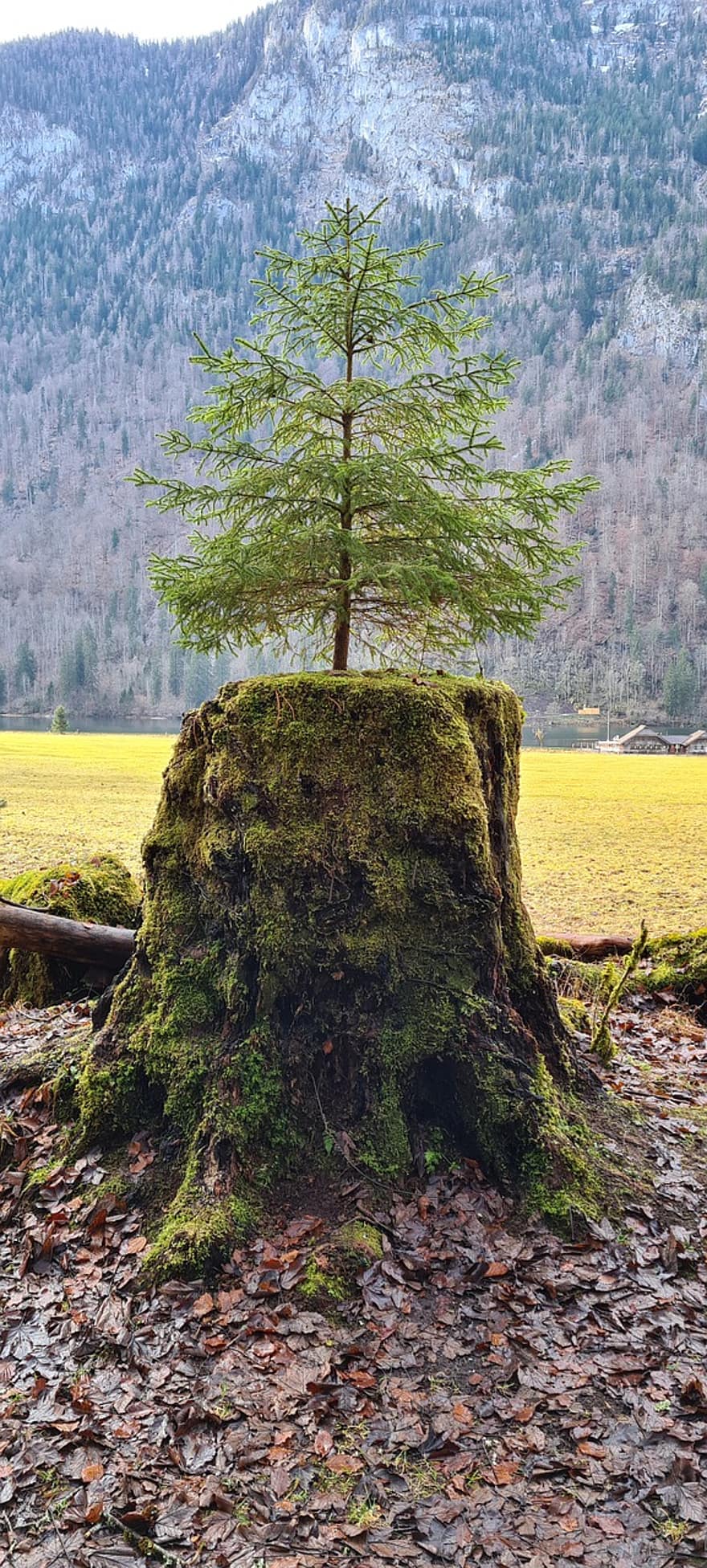 ağaç, çayır, dağlar, Berchtesgadener Land Milli Parkı, doğa, orman, yürüyüş, yürümek, yeniden yaratma, Rahatlayın, seyahat etmek