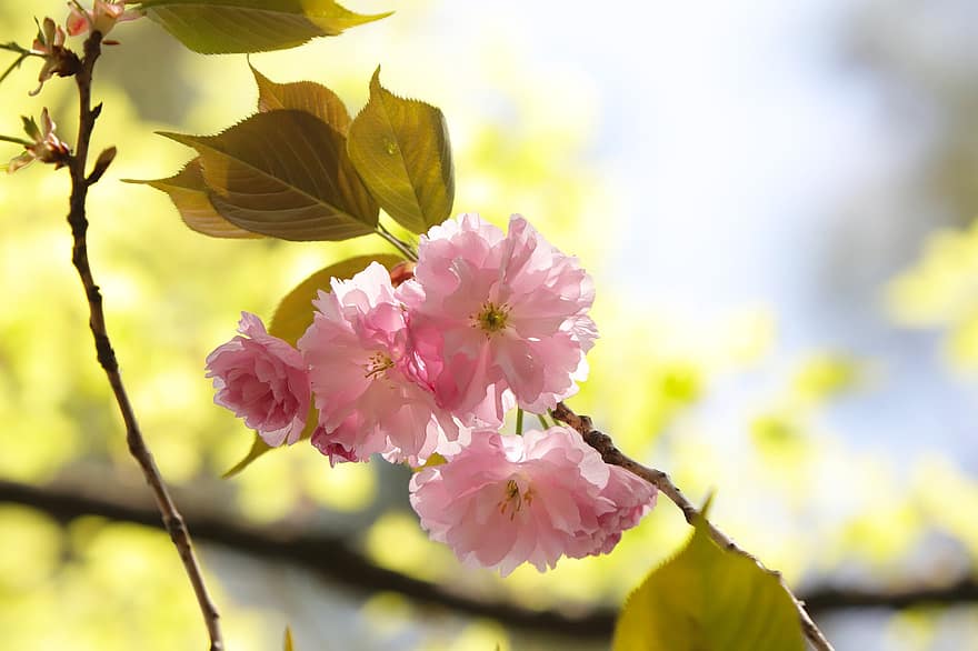 Flors de cirerer, flors, primavera, flors de color rosa, sakura, florir, flor, branca, arbre, naturalesa