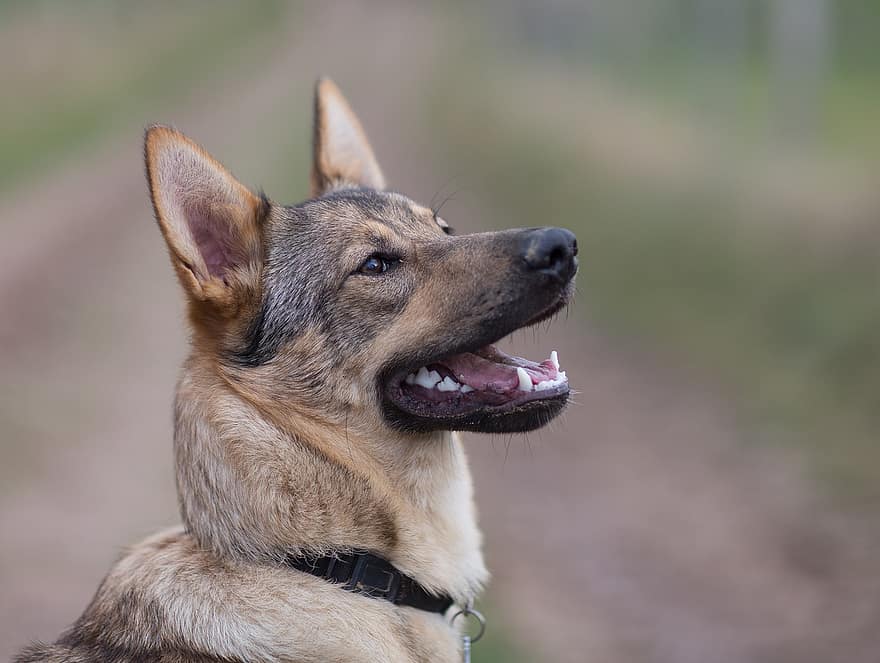 perro, perro schäfer, canino, nacional, mascota, ojos, hocico, cabeza, collar