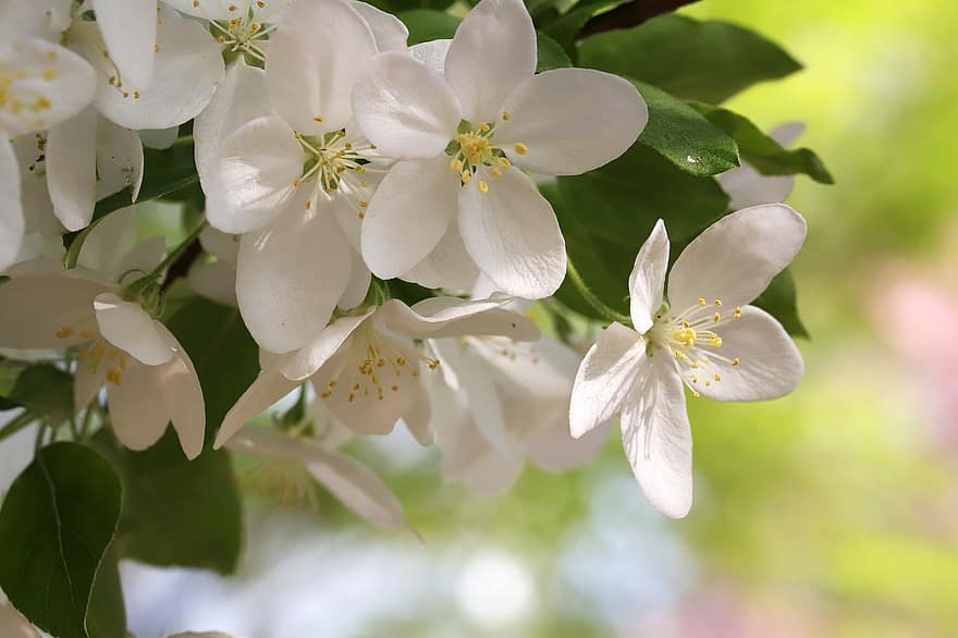 primăvară, flori, grădină, Floare Arabescă, floare de mere, creştere, botanică, petale, macro, natură, a inflori