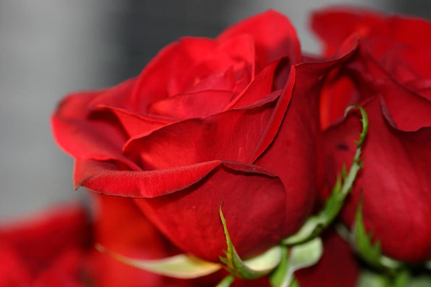 Flowers, Roses, Love, Valentine, Wedding, Red, Romance, Bouquet, Birthday, Bridal, Close Up