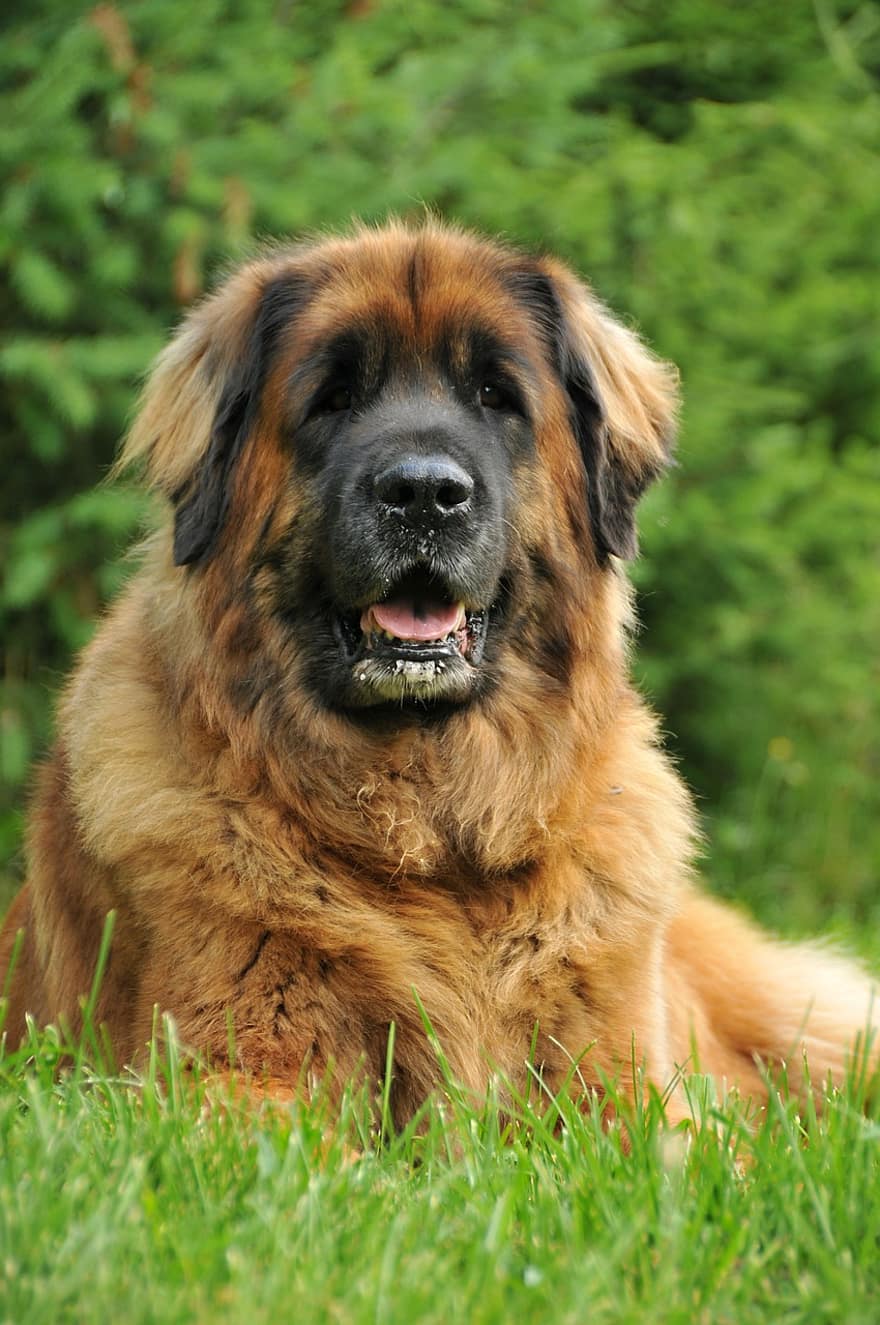 Leonberger, หมา, สุนัข, ในประเทศ, สัตว์เลี้ยง