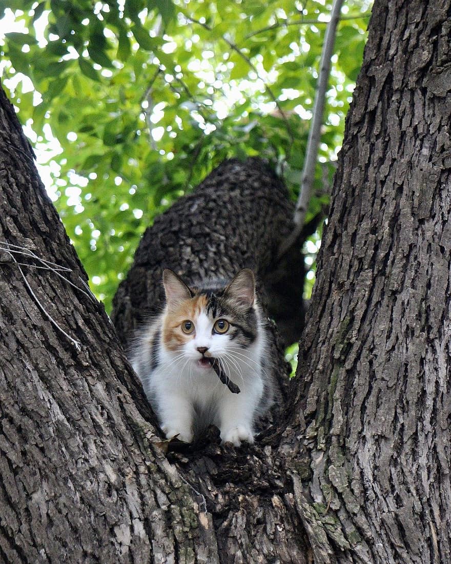 ネコ、ペット、木