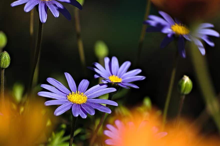 μοβ λουλούδια, κήπος, φύση, λουλούδι, γκρο πλαν, φυτό, καλοκαίρι, πράσινο χρώμα, άνοιξη, πέταλο, μαργαρίτα