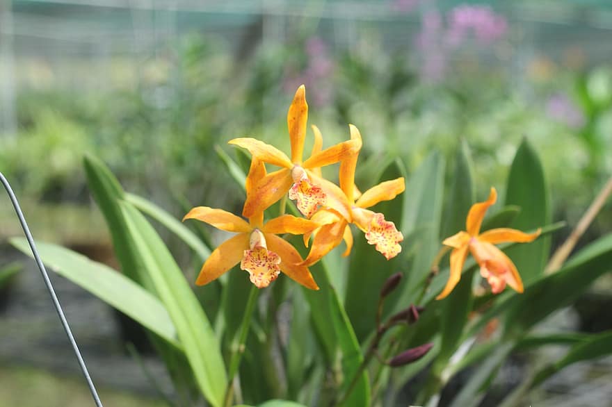орхидеи, цветя, жълти цветя, градина, листенца, жълти венчелистчета, разцвет, цвят, флора, растения