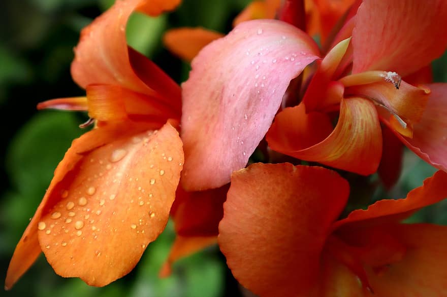 Canna Lily, Flower, Dew, Dewdrops, Petals, Orange Petals, Orange Flower, Blossom, Bloom, Plant, Garden