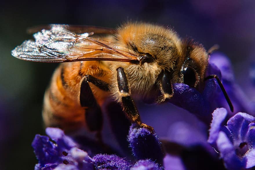 lebah, serangga, menyerbuki, penyerbukan, bunga, serangga bersayap, sayap, alam, hymenoptera, ilmu serangga, makro