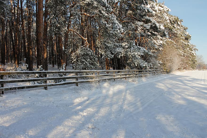 nieve, arboles, Frence, demarcación, cerca de madera, bosque, Nevado, escarcha, invierno, invernal, naturaleza