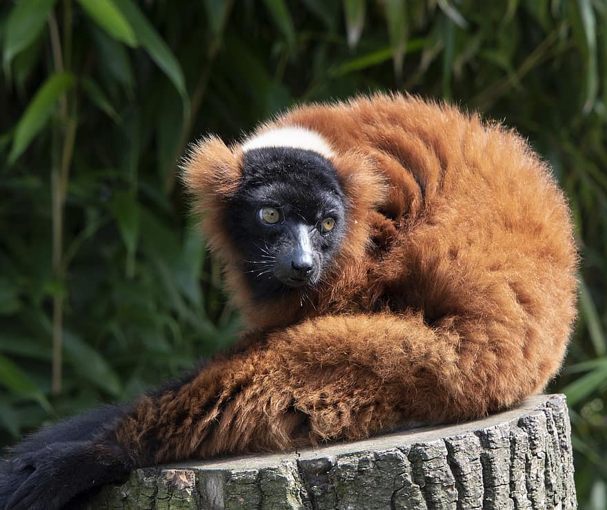 lemur, zvíře, volně žijících živočichů, primát, savec, pařez