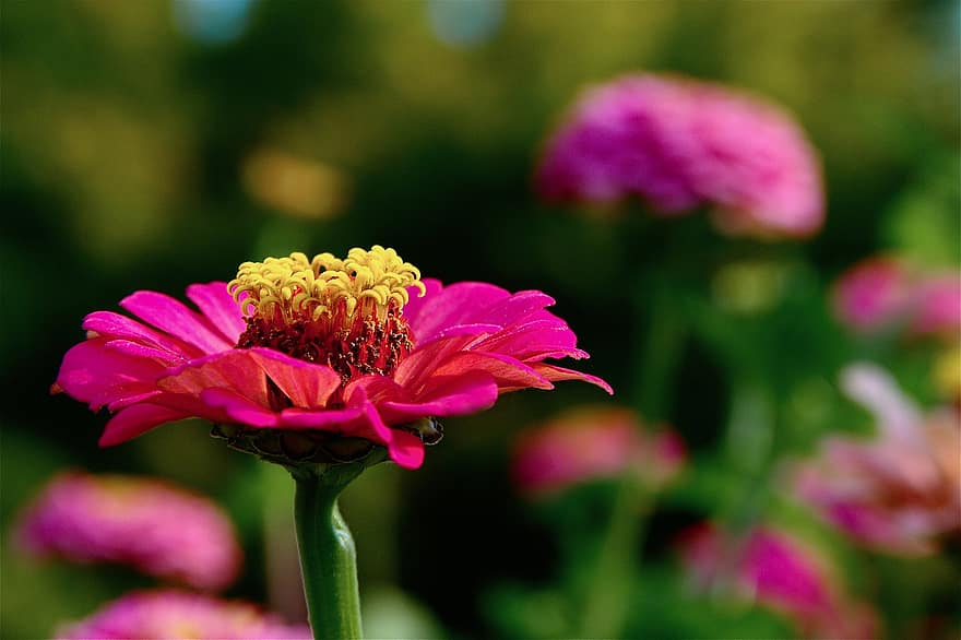 Zinnias, Flowers, Bloom, Blossom, Petals, Pink Flowers, Pink Petals, Flora, Floriculture, Horticulture, Botany