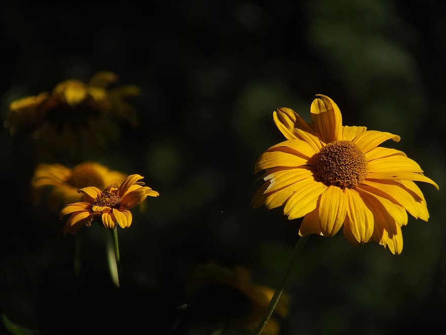 falsche Sonnenblume, Blumen, Pflanze, gelbe Blumen, Blütenblätter, blühen, Sommer-, Natur