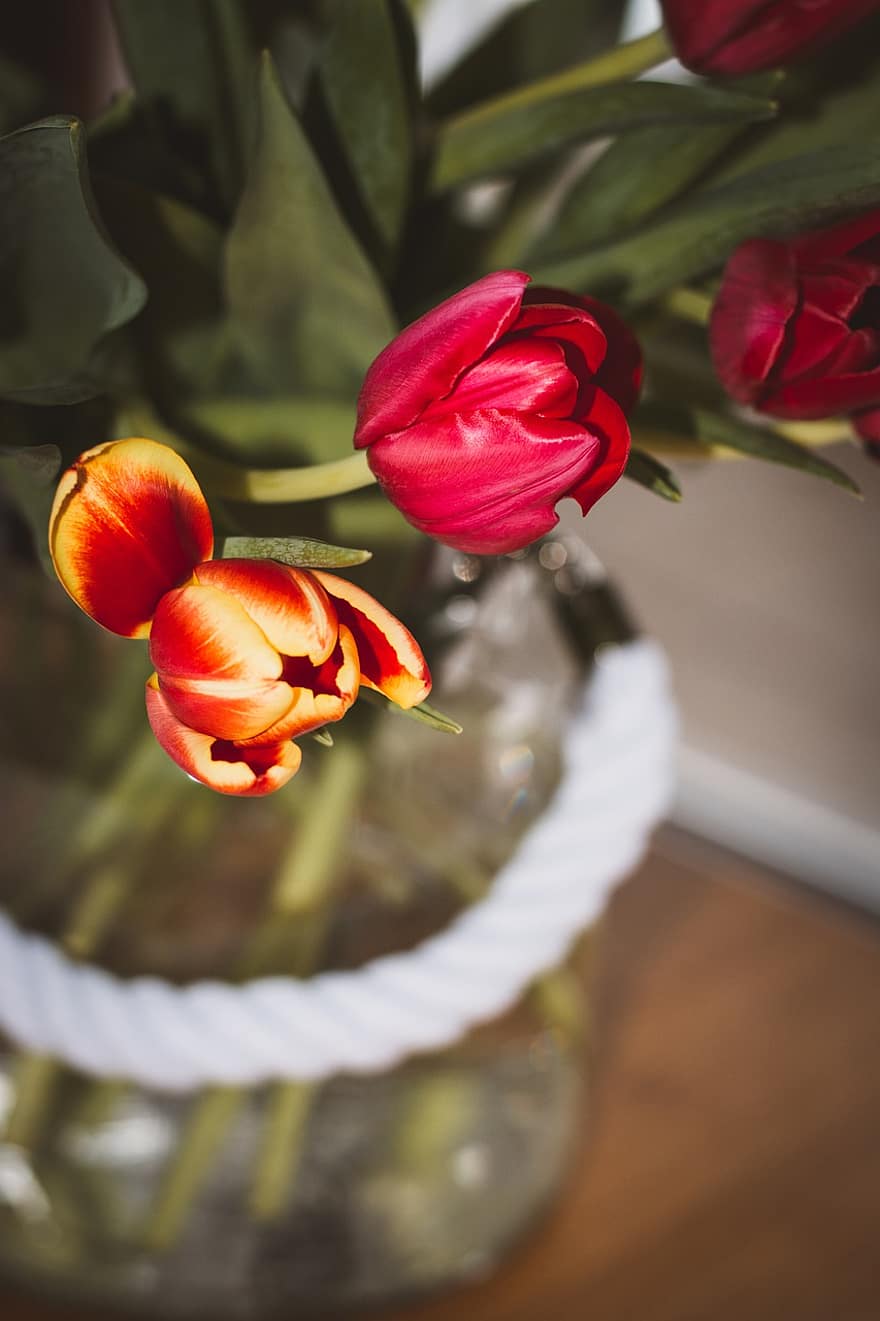 tulipanes, las flores, planta, florero, cortar flores, pétalos, floración, flores, flora, naturaleza, tulipán