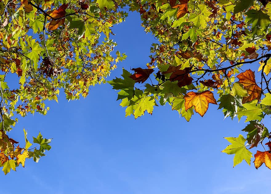 Maple Leaves, Branches, Fall, Autumn, Maple, Leaves, Autumn Leaves, Foliage, Tree, Plant, Nature