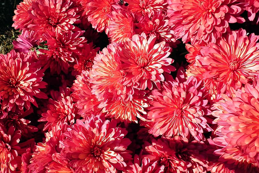 Flowers, Chrysanthemums, Autumn, Blooming, Plants, backgrounds, flower, close-up, summer, plant, pattern