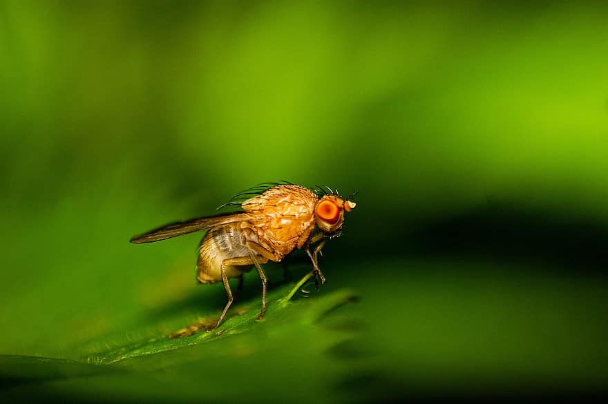 плодова мушица, насекомо, листо, летя, природа, едър план, макро, зелен цвят, лято, муха, жълт