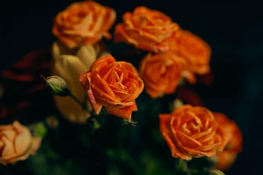 růže, květiny, oranžové růže, růže květ, okvětní lístky, růží, květ, flóra